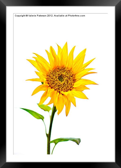 Sunflower Framed Mounted Print by Valerie Paterson