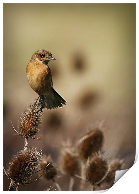 STONECHAT Print by Anthony R Dudley (LRPS)