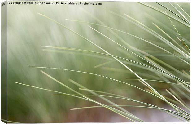 abstract beach grass Canvas Print by Phillip Shannon