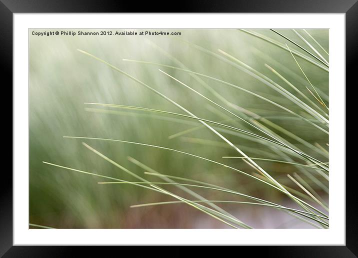 abstract beach grass Framed Mounted Print by Phillip Shannon