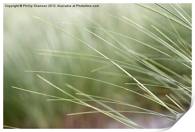 abstract beach grass Print by Phillip Shannon