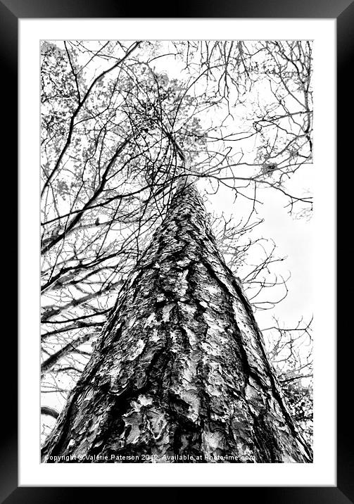 Looking Up (Mono) Framed Mounted Print by Valerie Paterson