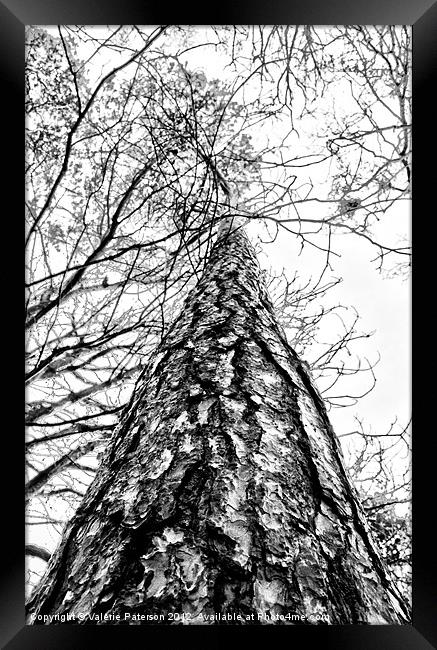 Looking Up (Mono) Framed Print by Valerie Paterson