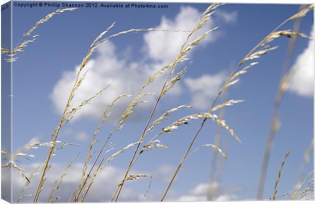 grass and sky_01 Canvas Print by Phillip Shannon