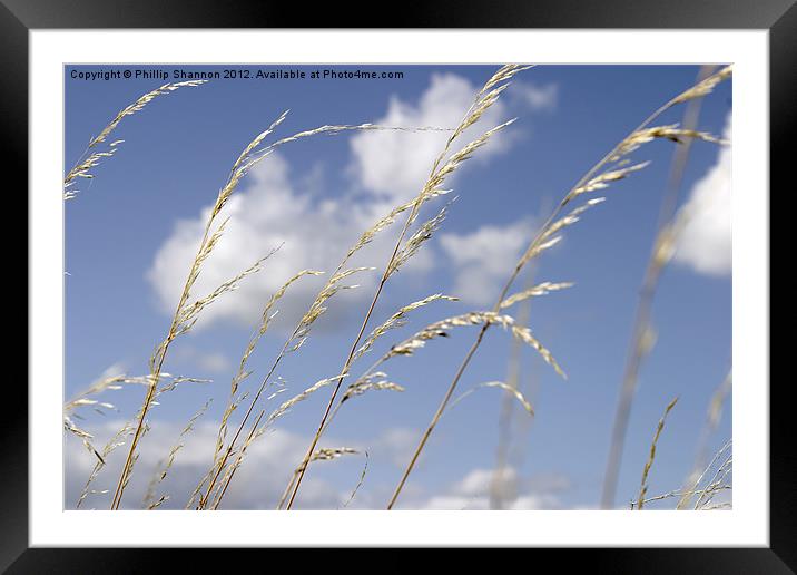 grass and sky_01 Framed Mounted Print by Phillip Shannon