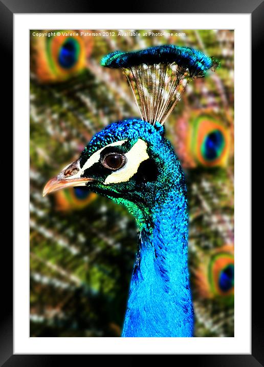 Tall Peacock Blue Framed Mounted Print by Valerie Paterson