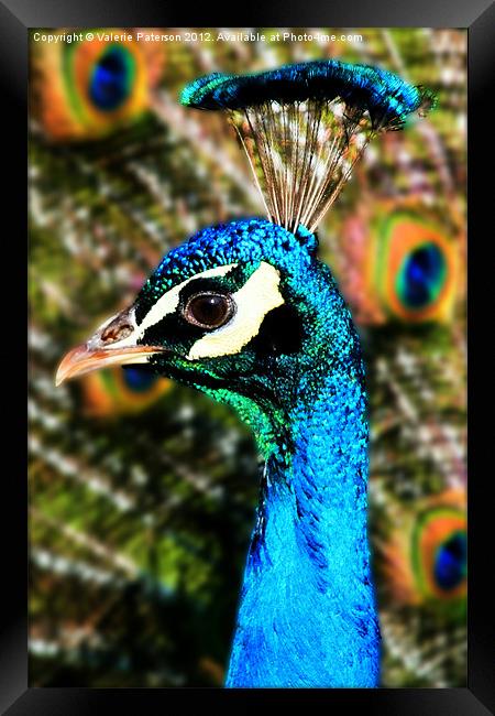 Tall Peacock Blue Framed Print by Valerie Paterson