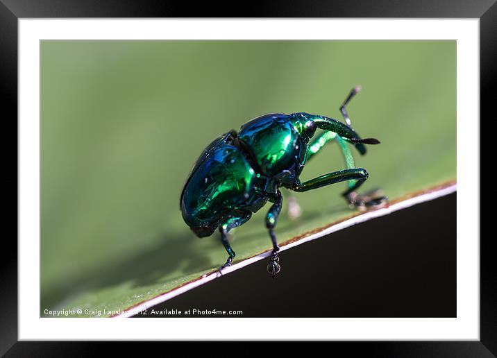 shiny metallic bug Framed Mounted Print by Craig Lapsley