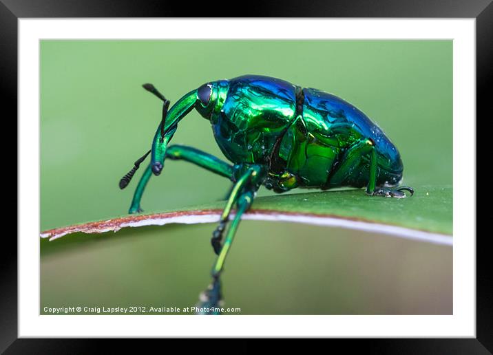 shiny metallic weevil Framed Mounted Print by Craig Lapsley