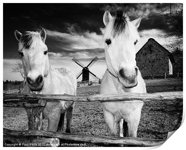 Horses at Hjede Hede Print by Paul Davis