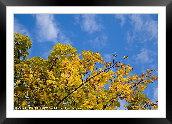 Autumn Colours On An October Morning In Norfolk UK Framed Mounted Print by Digitalshot Photography