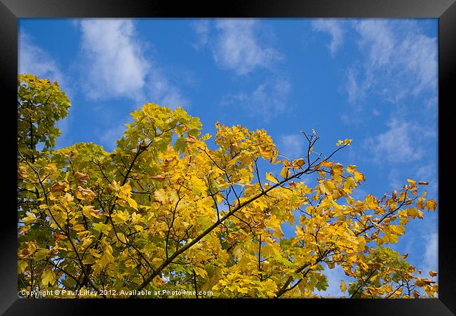 Autumn Colours On An October Morning In Norfolk UK Framed Print by Digitalshot Photography