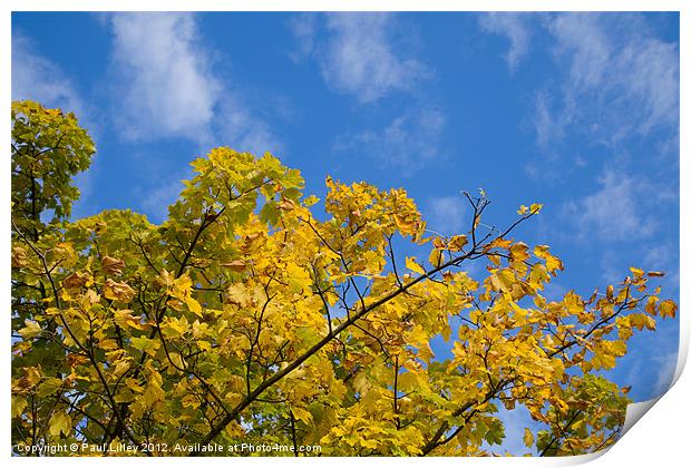 Autumn Colours On An October Morning In Norfolk UK Print by Digitalshot Photography