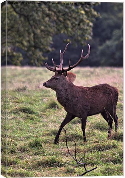Red Deer Stag Canvas Print by David Borrill