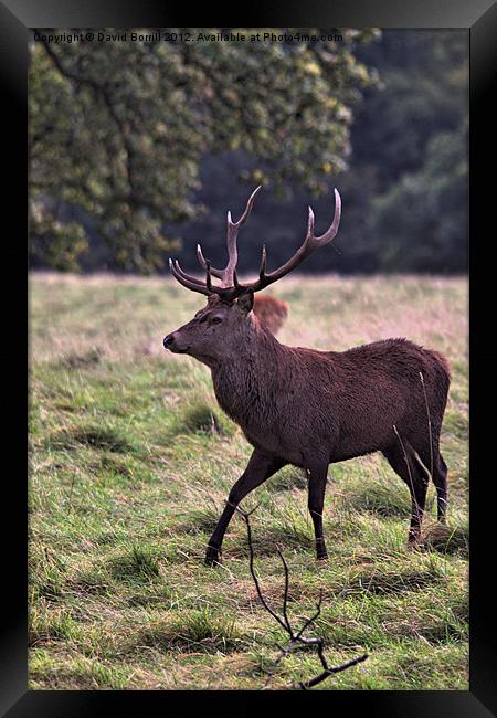 Red Deer Stag Framed Print by David Borrill