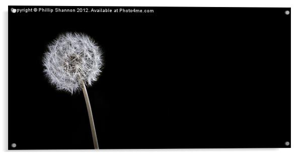 dandelion Acrylic by Phillip Shannon