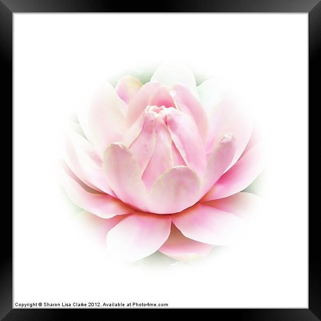 Waterlily pink Framed Print by Sharon Lisa Clarke