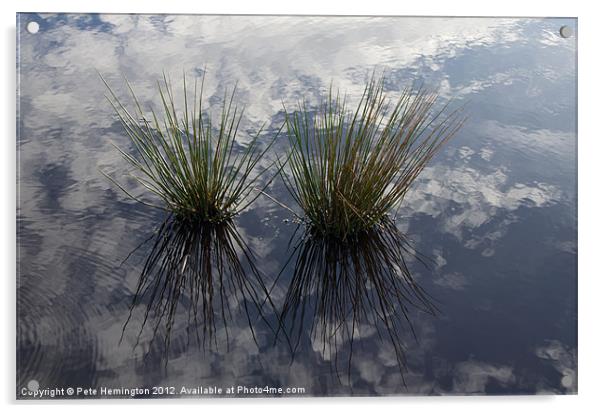 Reflected Reeds Acrylic by Pete Hemington