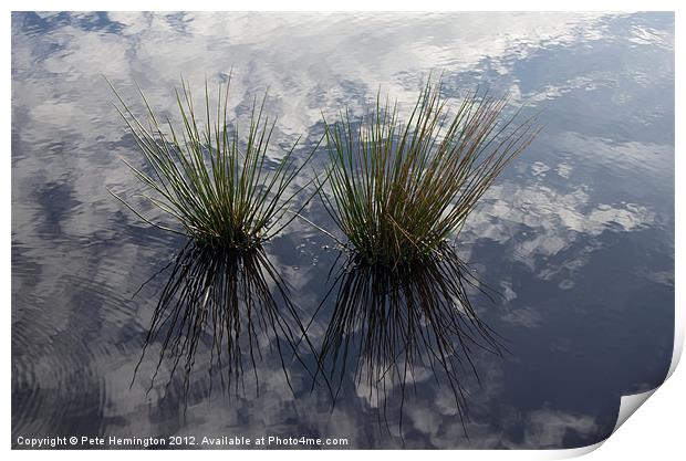 Reflected Reeds Print by Pete Hemington