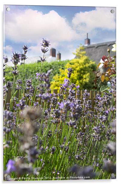 lavendar plant in garden setting Acrylic by Phillip Shannon