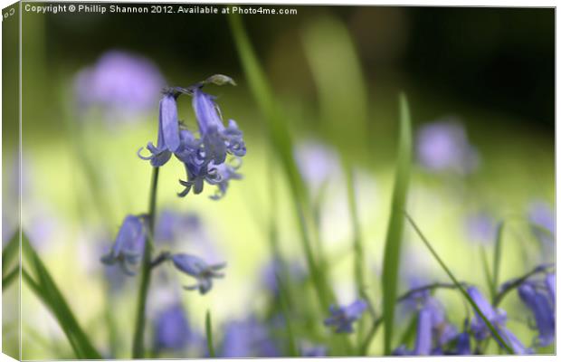 Bluebell in Wood Canvas Print by Phillip Shannon