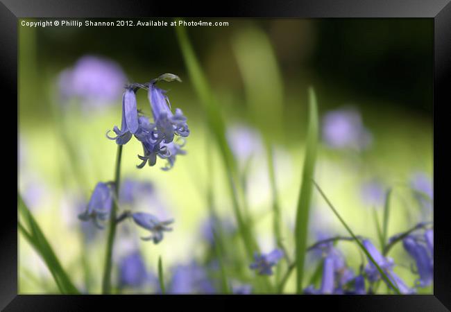 Bluebell in Wood Framed Print by Phillip Shannon