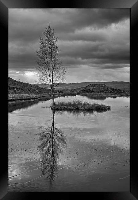Iced Lily Tarn Framed Print by Roger Green