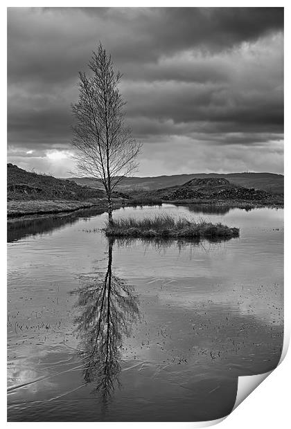 Iced Lily Tarn Print by Roger Green