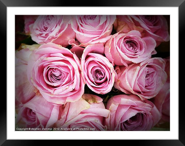 Pink roses with gold glitter Framed Mounted Print by stephen clarridge