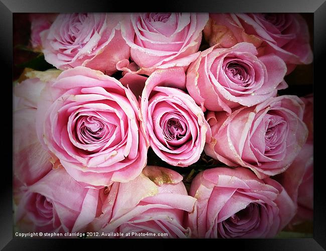 Pink roses with gold glitter Framed Print by stephen clarridge