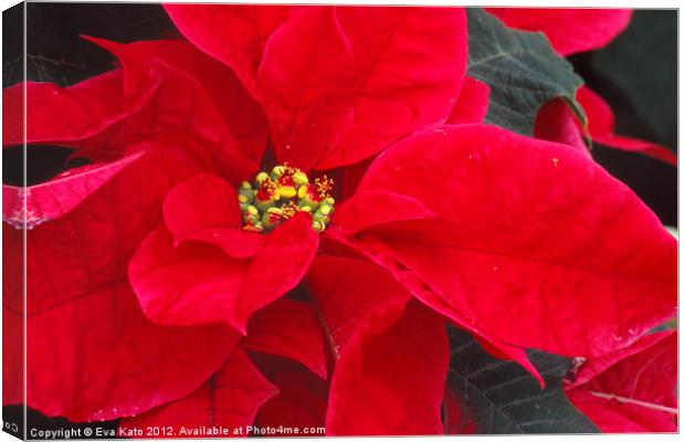 Perfect Red Poinsetia Canvas Print by Eva Kato