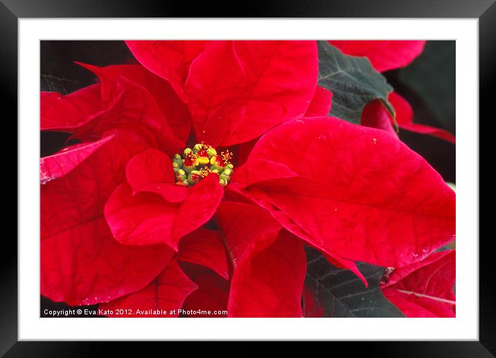 Perfect Red Poinsetia Framed Mounted Print by Eva Kato