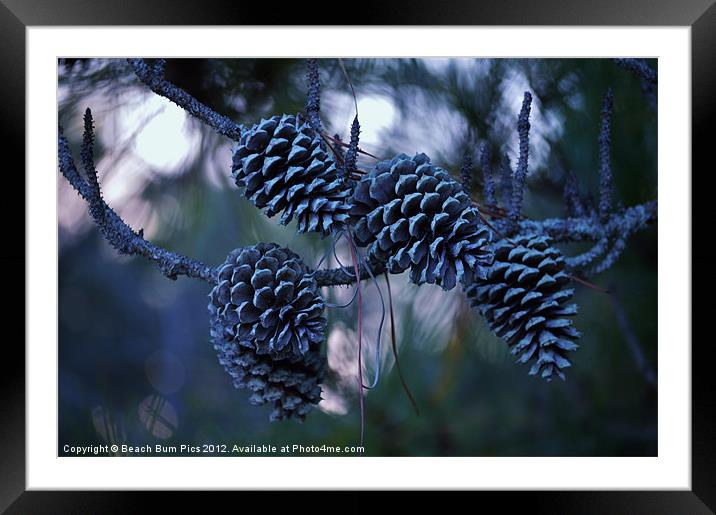 Pine Cones Framed Mounted Print by Beach Bum Pics