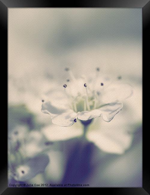 Spiraea Flower Framed Print by Julie Coe