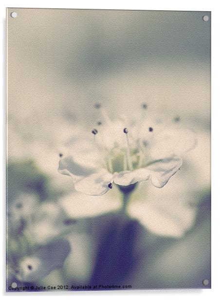 Spiraea Flower Acrylic by Julie Coe