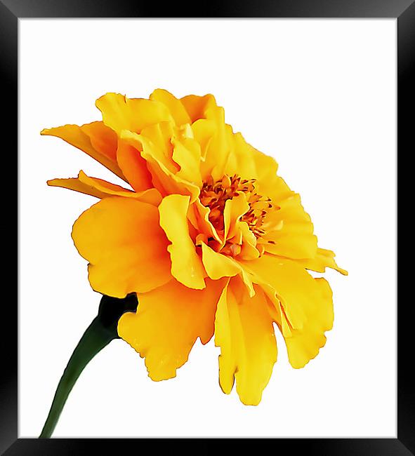 Marigold Framed Print by Jennie Franklin