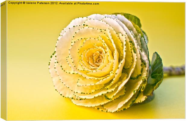 Cabbage Rose Canvas Print by Valerie Paterson