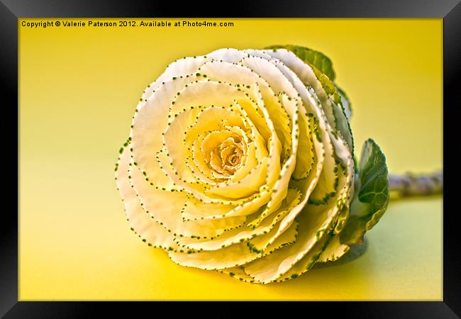Cabbage Rose Framed Print by Valerie Paterson