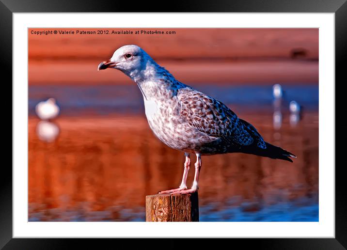 Great Black Backed Gull Framed Mounted Print by Valerie Paterson