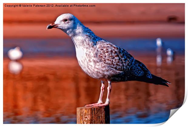 Great Black Backed Gull Print by Valerie Paterson