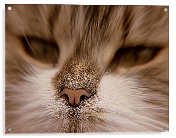cat Acrylic by sue davies