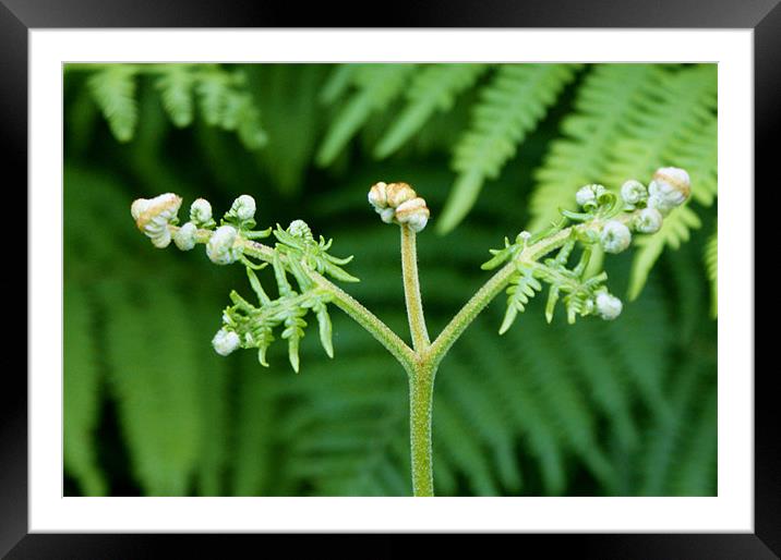 baby fern Framed Mounted Print by Gail Surplice