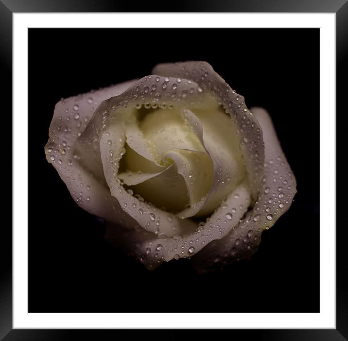 Rose Framed Mounted Print by Timothy Large