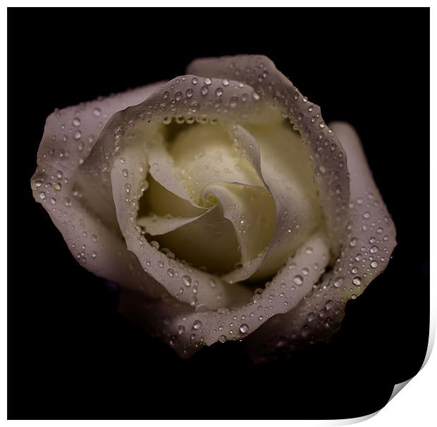 Rose Print by Timothy Large