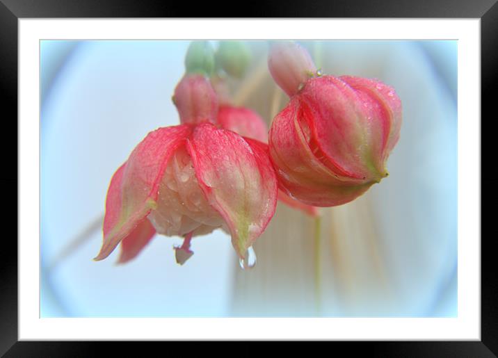 fuscia Framed Mounted Print by sue davies