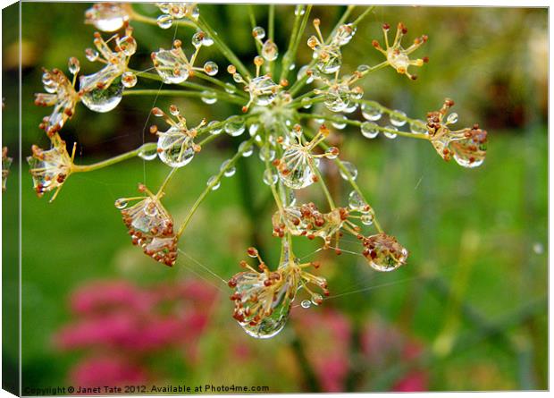Raindrops on Fennel Head Canvas Print by Janet Tate