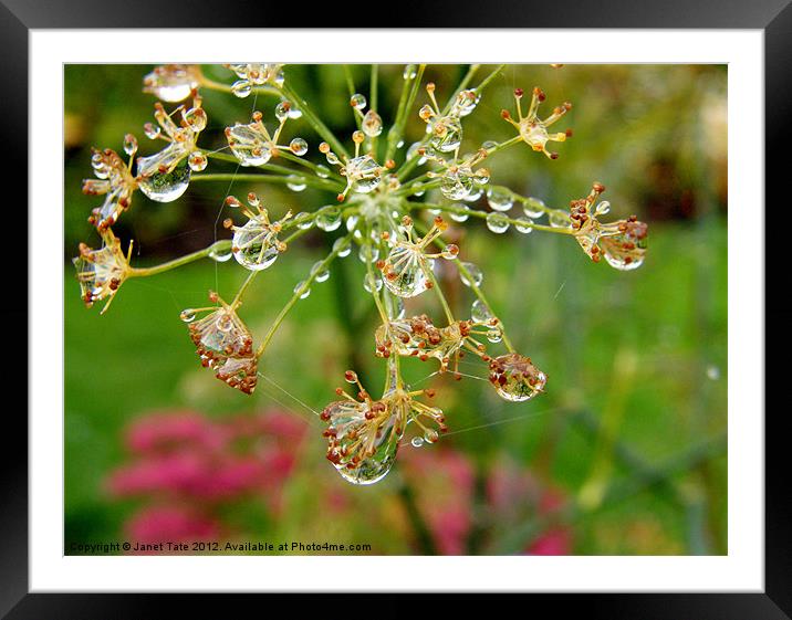 Raindrops on Fennel Head Framed Mounted Print by Janet Tate