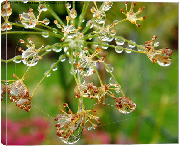 Fennel seed head with raindrops. Canvas Print by Janet Tate