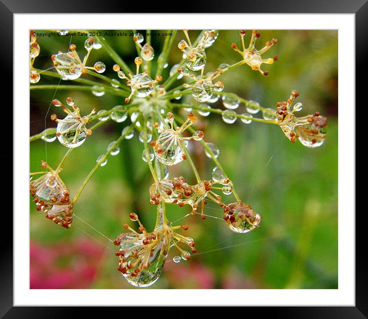Fennel seed head with raindrops. Framed Mounted Print by Janet Tate
