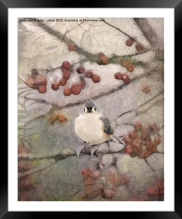 Tufted Titmouse in Crabapple Tree Framed Mounted Print by Betty LaRue